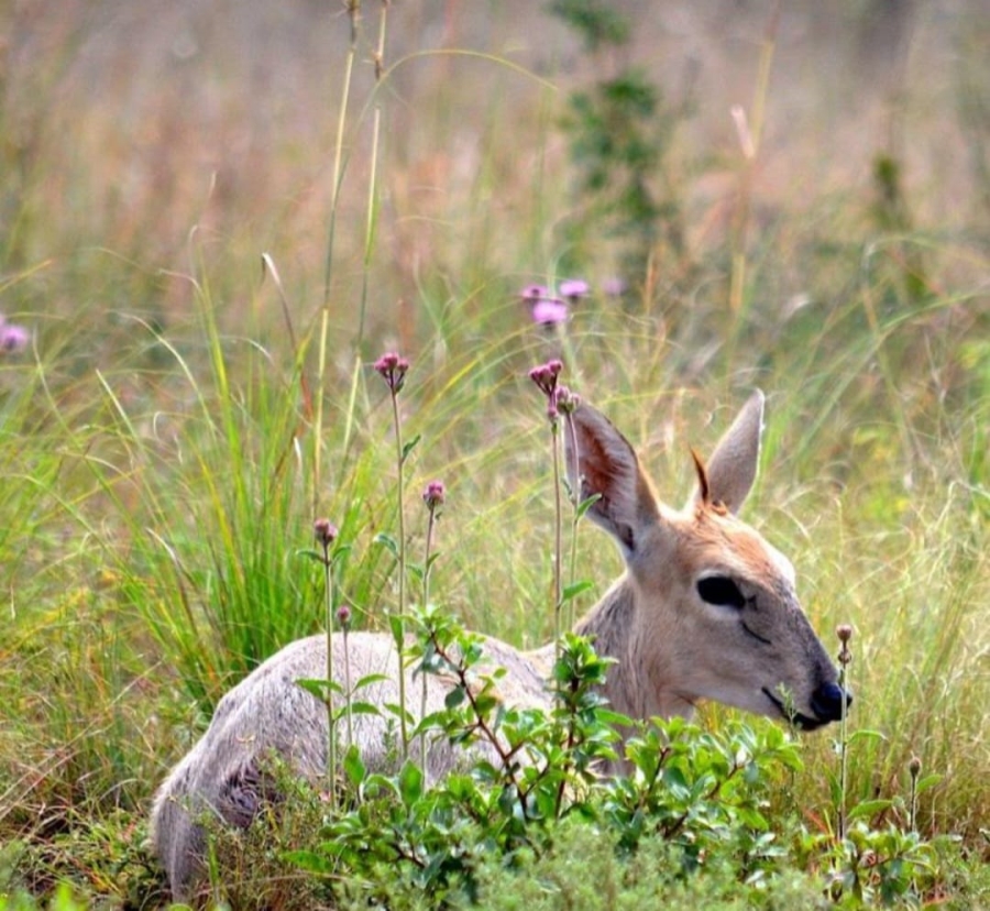 3 Bedroom Property for Sale in La Camargue Private Country Estate North West
